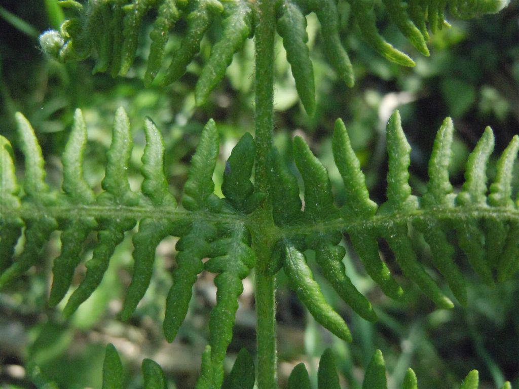 Che pianta ? Pteridium aquilinum